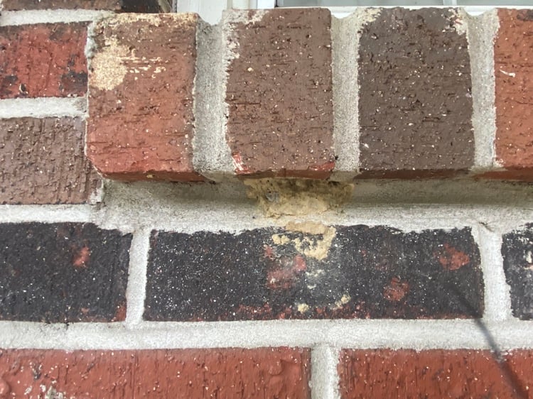 Do Mud Daubers Sting People?